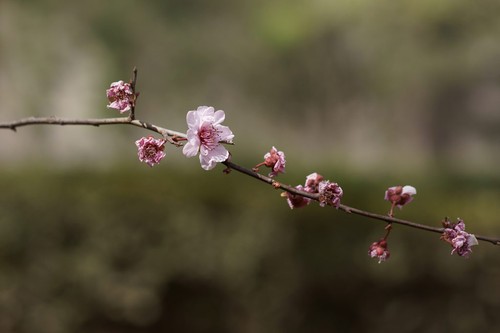 花卉摄影的拍摄技巧分享及花卉照片后期处理方法