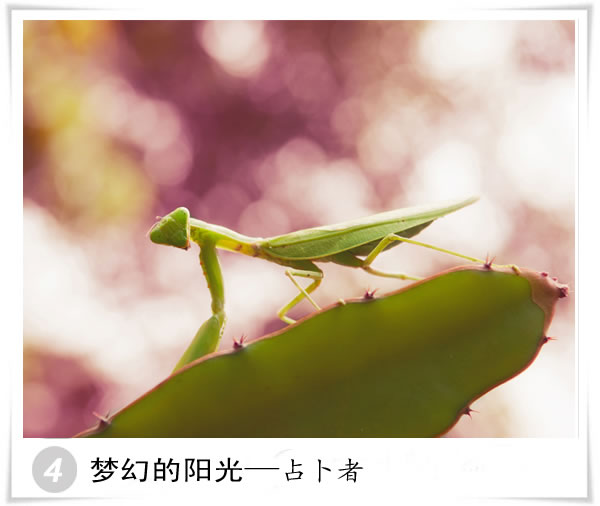 뺣̲þ¡ӰƷĵ÷