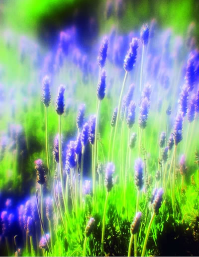 花卉摄影：薰衣草的拍摄误区和相关技巧