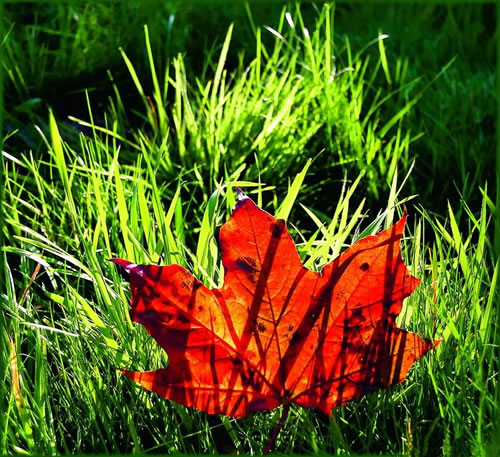 诗意的秋季美图图片