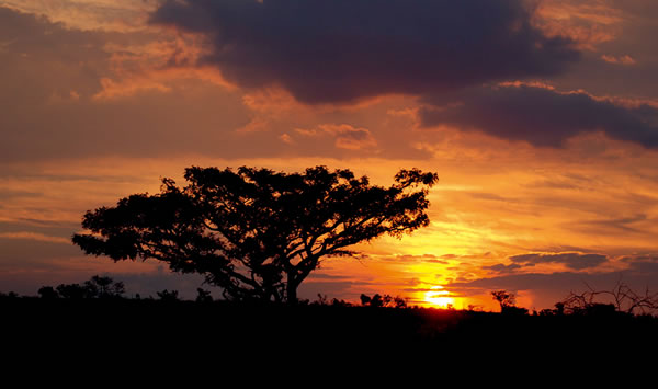 落日的黄金草原 拍摄夕阳里的非洲大草原风光