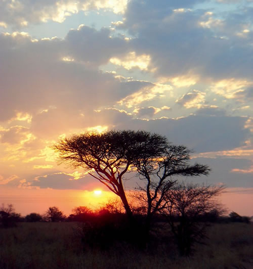 落日的黄金草原 拍摄夕阳里的非洲大草原风光