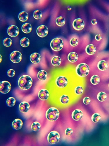 微距摄影创意拍法：拍摄出颜色丰富的水珠