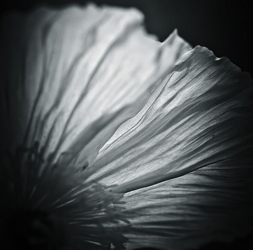 黑白花卉摄影高阶技巧－像拍肖像一样拍摄花卉