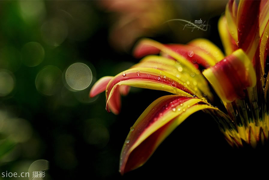 花卉摄影的镜头选择、曝光技巧、焦外成像、光线选择