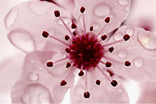 花卉摄影的镜头选择、曝光技巧、焦外成像、光线选择