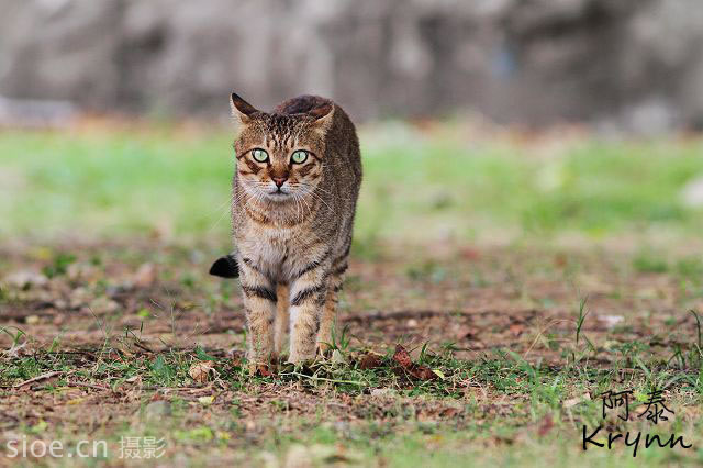 Ծ Canon EOS 7D  Canon EOS 1Ds Mark II