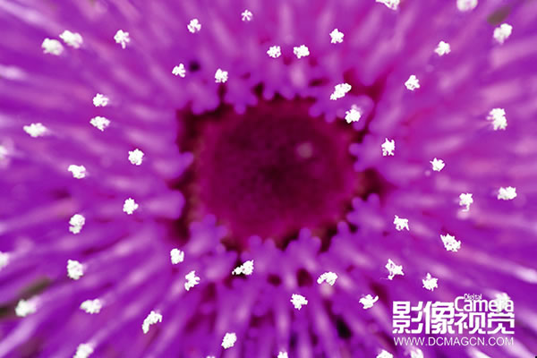 花样绽放，花卉摄影——广角与微距拍花卉