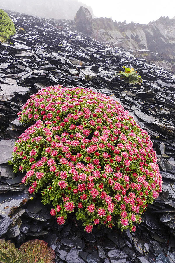 野外拍摄：高山流石滩上的珍奇花卉植物大花红景天和梭砂贝母