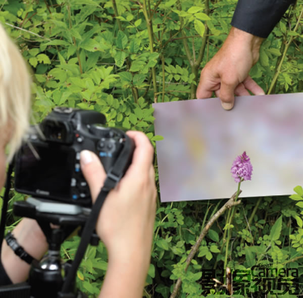 拍出美丽花草！专业花卉摄影师揭秘４样拍花“小暗器”