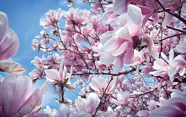 春天花会开——10种常见花卉拍摄指南 户外花卉拍摄全指南