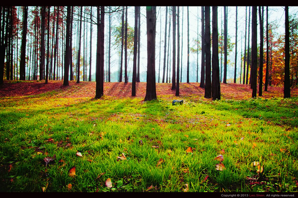 秋季风景作品《魔性森林》的拍摄技巧分享