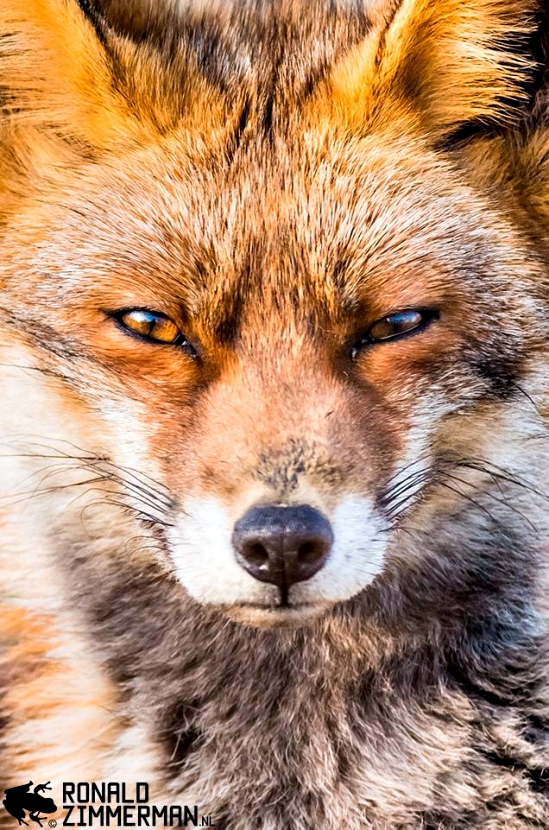 为免再有野生动物被害死，荷兰生态摄影师分享三个要诀