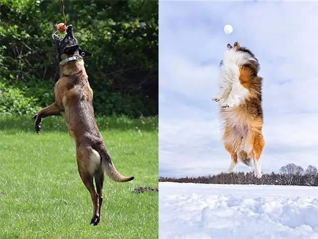 运动中的狗狗的拍摄技巧及镜头选择、相机设置