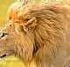 动物摄影小技巧：拍摄大草原上的狮子时的光线掌控