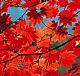 美丽的日本之秋——日本风光摄影师风光摄影心得分享