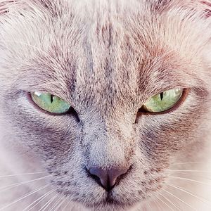 宠物摄影之大光圈拍摄霸气的猫咪：猫猫不只会卖萌