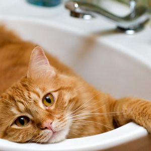 猫咪摄影图片集——谁说猫咪不爱洗澡？