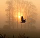 黎明时分的猫头鹰－拍摄最佳鸟类摄影作品的诀窍在于，熟习鸟类的习性